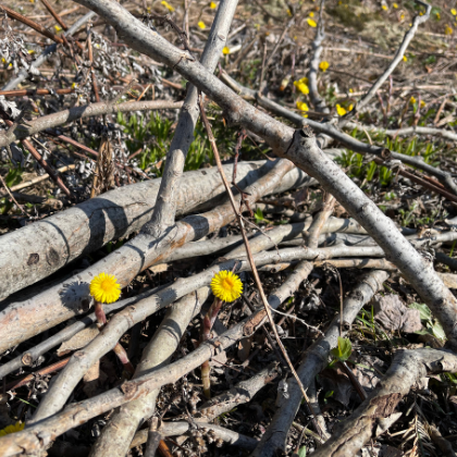 Les fleurs essentielles