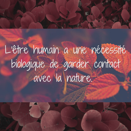 Les fleurs essentielles